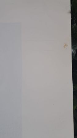 Close up of light age-related foxing on Frank Lloyd Wright architecture book