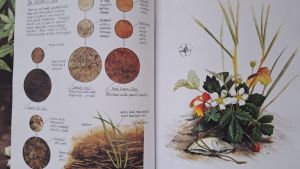 inside-painting-country-gardens-claudia-nice-1024x576