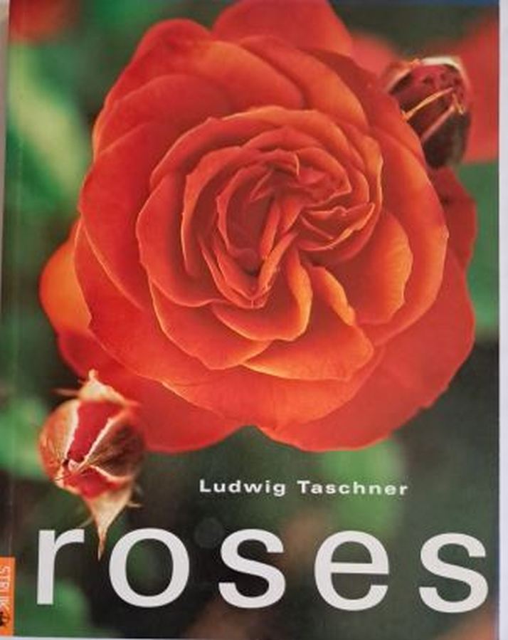 Roses – Ludwig Taschner